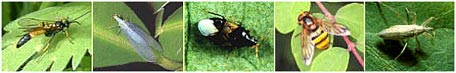 picture of predatory insects, list follows in h t m l