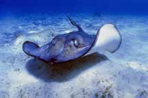 picture of sting ray under water