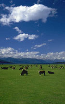 picture of cows in pasture