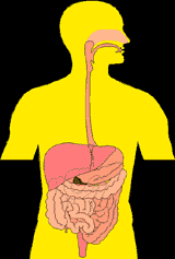 picture of human digestive system