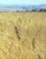 picture of field of wheat, link to environmental article, Paradigm Shift - How Some Try to Win By Changing the Rules of the Game
