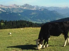 picture of cow grazing in pasture
