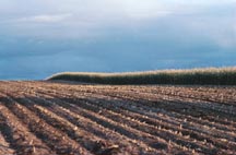 picture of mono-cropped farm field