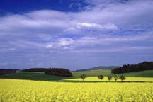 picture of farm field