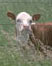 picture of cow in field; link for environmental article, Learn Which Labels Guarantee You'll Be Cooking Beef That's BSE-Free