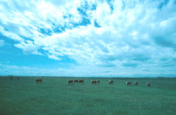 picture of cows in field