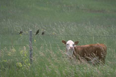 picture of cow in field