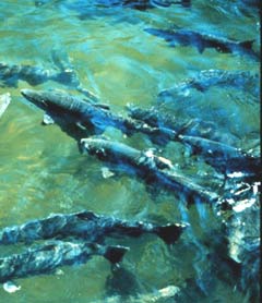 picture a farm-raised salmon, courtesy NOAA