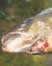 picture of diseased salmon; link for environmental article, Farm-Raised Salmon Has More Problems Than Just PCBs