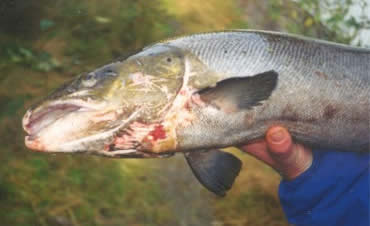 picture of diseased farm-raised salmon