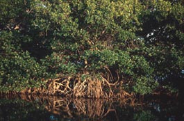 picture everglades