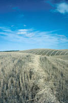 picture of industrial farm crops in field