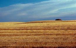 picture of industrial farm, amber waves of grain