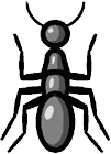 picture of ant