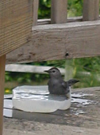 picture of bird bathing in shallow dish of water