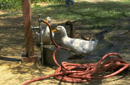 picture of ducks trying to get drink of water from spigot