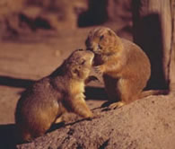picture of two prairie dogs