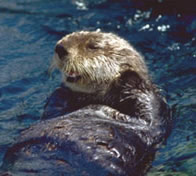 picture of sea otter