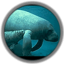 Amazonian Manatee -- Current Status: Endangered