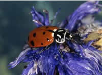 picture of ladybug