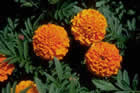 picture of marigolds