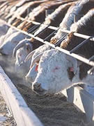 picture of cows in feed lot