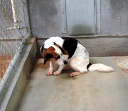 picture of animal testing dog in a cage