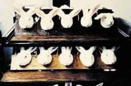 picture of rabbits in constraint device for animal testing