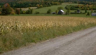 picture of corn field
