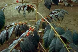 picture of coffee plant