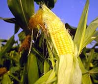 picture of corn