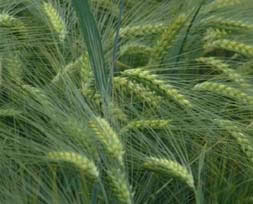 picture of wheat stalks