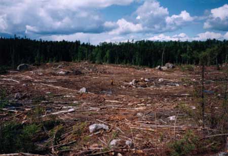 Deforestation for paper facts