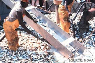 picture of industrial fishing boat with thousands of fish on deck