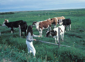 picture of cows in field