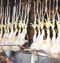 picture of chicken carcasses hanging in a slaughterhouse