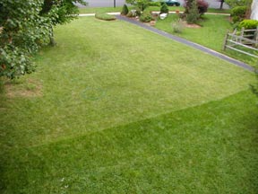 suburban lawn