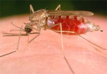 picture of mosquito biting