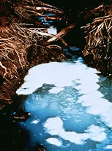 water pollution solutions article link; thumb of scummy water