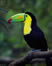 thumb of toucan in forest