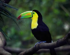 Toucan Rainforest