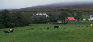picture of farm house and cows in field