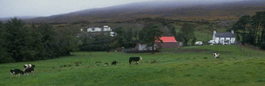 picture of farm from wide angle - cows, farmhouse, etc