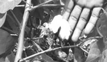 picture of hand near cotton plant and cotton bud