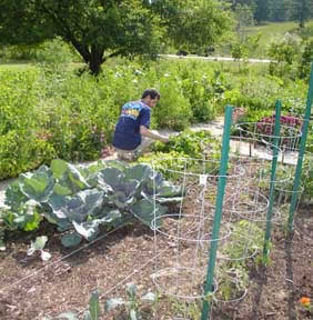 picture of man in backyard garden