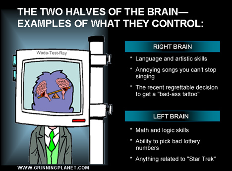 funny brain cartoon; text says THE TWO HALVES OF THE BRAIN--EXAMPLES OF WHAT THEY CONTROL... RIGHT BRAIN: Language and artistic skills, Annoying songs you can't stop singing, The recent regrettable decision to get a bad-ass tattoo ... LEFT BRAIN: Math and logic skills, Ability to pick bad lottery numbers, Anything related to Star Trek