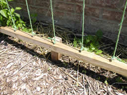 picture of base trellis board with stakes, screw eyes, and twine
