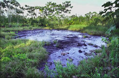 picture of oil contamination in lush jungle