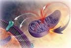 picture of neuro-chemical link between stress and cells