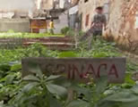 urban gardening video link; thumb of vegetable garden in Havana